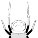 woeisspider