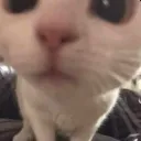 catcloseup
