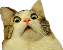 w_shockedcat Discord emoji