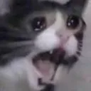 catcry