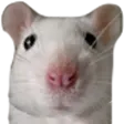 hyperratStare