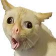 nicoCat
