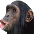 spoonkidPogape