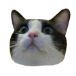alextrollCat alextrollCat