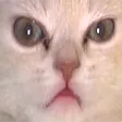 hpbCat hpbCat