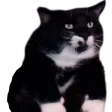 haelPaw haelPaw