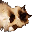 lionSleep2
