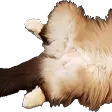 lionSleep1