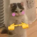 Shy_kitty Discord Emoji