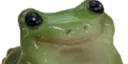 CuteFrogStare