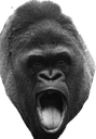pogorilla