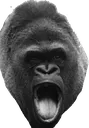pogorilla