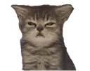 cat_mad cat_mad