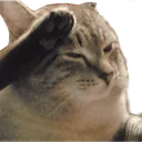 Catf Discord Emoji