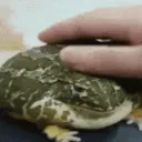 froge