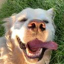 mattsdog