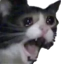 catcry catcry