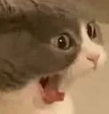 cat_2