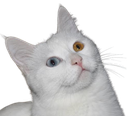 vankedisi Discord emoji
