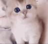 c_catlook Discord Emoji