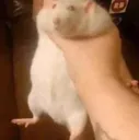 RatAncho
