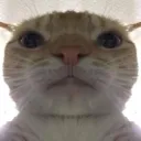 CatTeddy