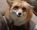 Fox fox Discord Emoji
