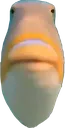 sh_stare_fish