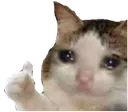 catthumbsad catthumbsad