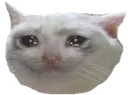 catsad2