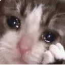 catsad1
