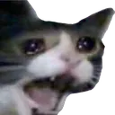 catkek