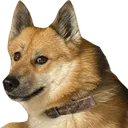 doge2