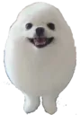 egg_dog