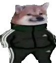 DogeTriPoloski