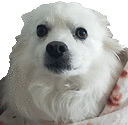 Dogsnowball_scared Discord Emoji