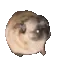 Dogpugdancer Dogpugdancer