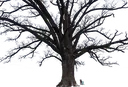 big_tree