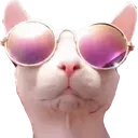 BingusSwag
