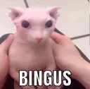 bingus