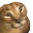 floppaspin