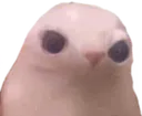 bingus