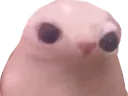 1_bmobutbingus 1_bmobutbingus