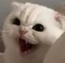 cat_angry