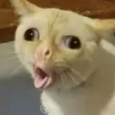 cat_cough