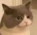 cat Discord Emoji
