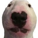 walter walter