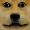doge