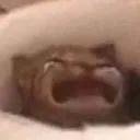 cat_cry