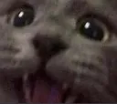 happycat